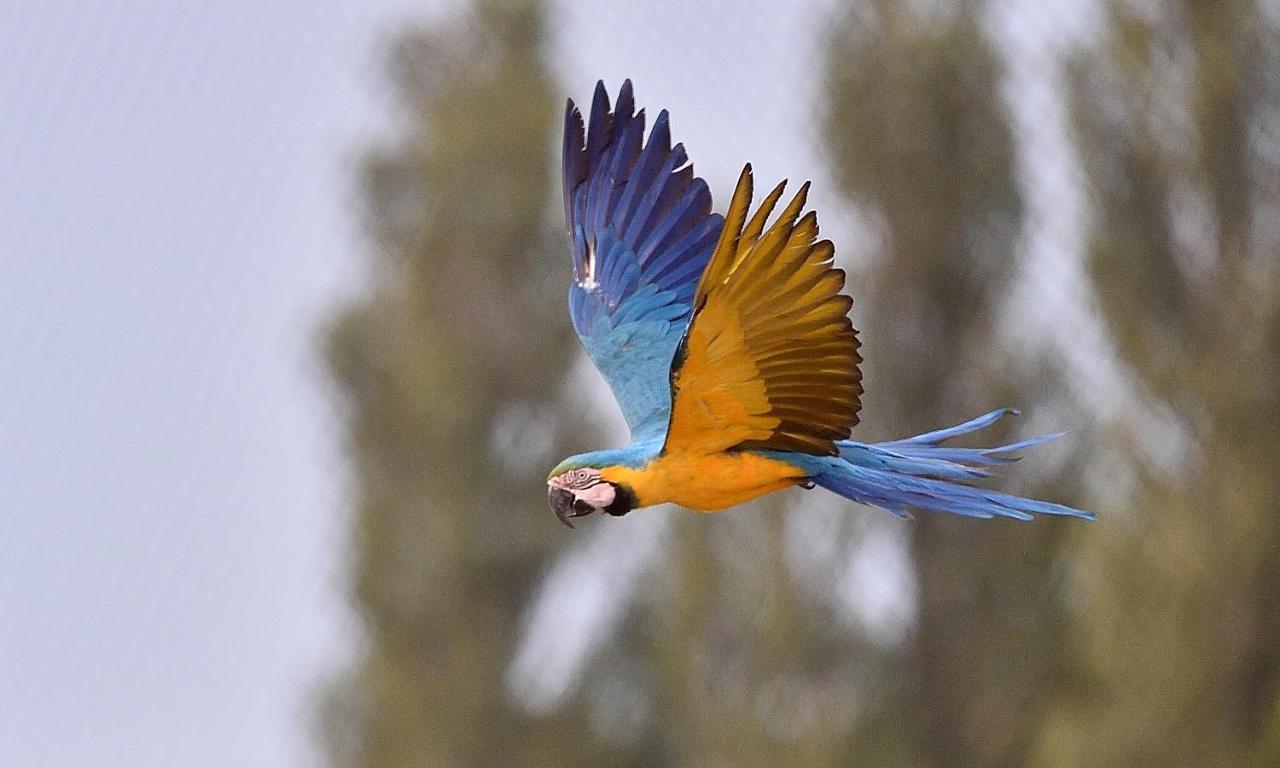 Crecy-la-Chapelle Parrot World - Les Lodges מראה חיצוני תמונה