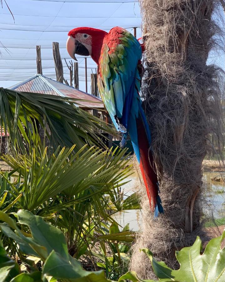 Crecy-la-Chapelle Parrot World - Les Lodges מראה חיצוני תמונה