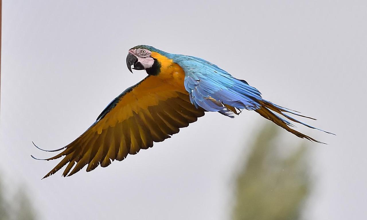Crecy-la-Chapelle Parrot World - Les Lodges מראה חיצוני תמונה